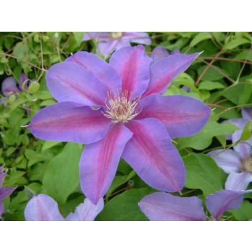 Clematis Etoile de Malicome