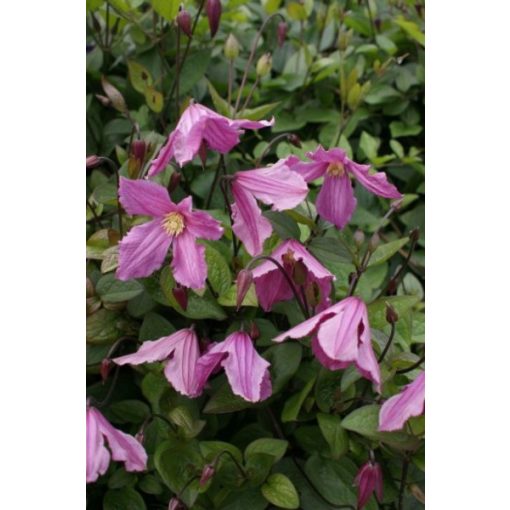 Clematis Hendryetta - Klemátisz