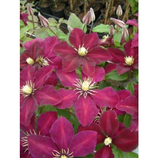 Clematis Niobe