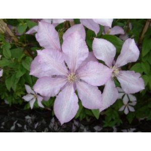 Clematis Margaret Hunt