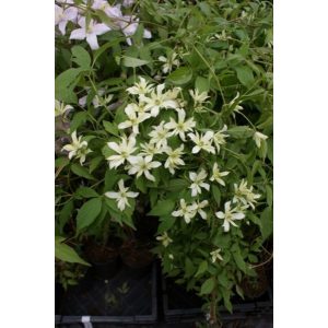 Clematis Margaret Jones