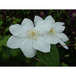 Clematis Mevrouw Le Coultre