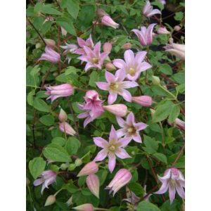 Clematis Minie Belle