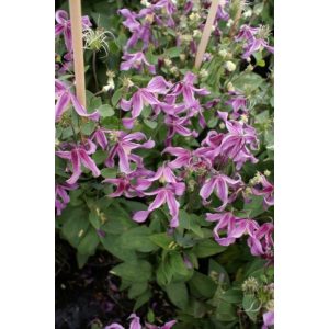 Clematis Pangbourne Pink