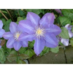 Clematis Proteus