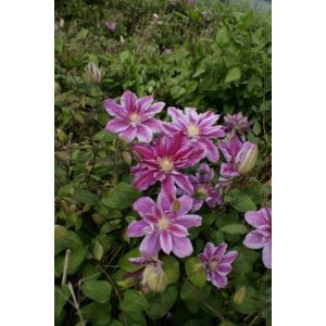 Clematis Ragamuffin