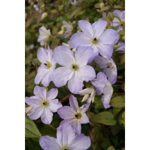 Clematis See Breeze