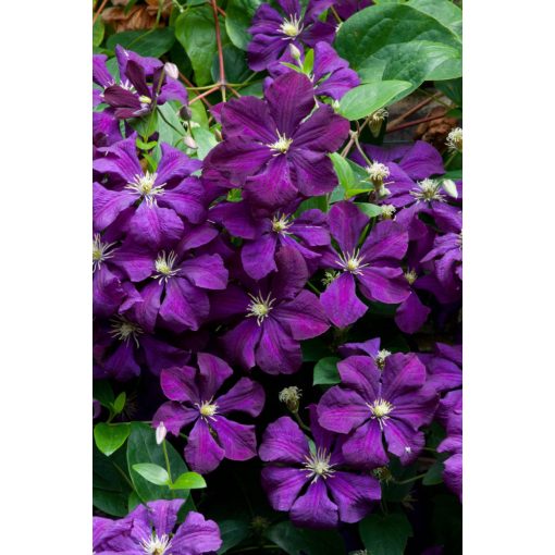 Clematis Etoile de Violette