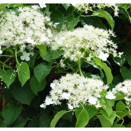 Hydrangea anomala Flying Saucer