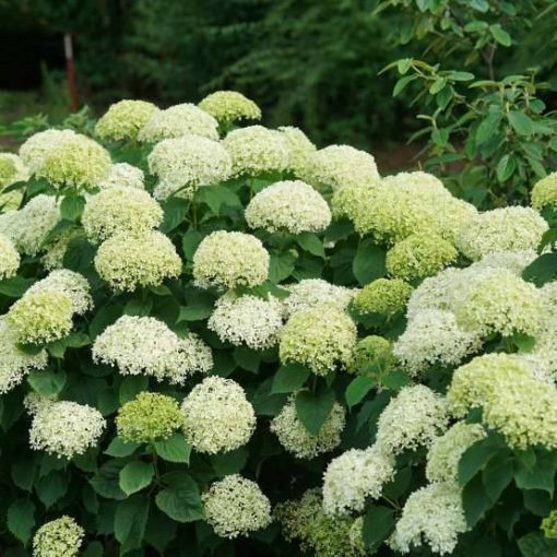 Hydrangea arborescens Lime Rickey