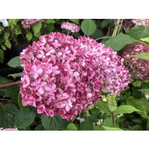 Hydrangea arborescens Pink Annabelle