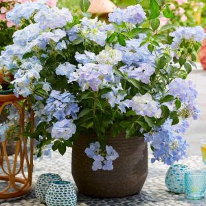 Hydrangea French Bolero Blue