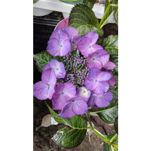 Hydrangea macrophylla Black Diamonds Dark Angel Purple (p17) - Kerti hortenzia