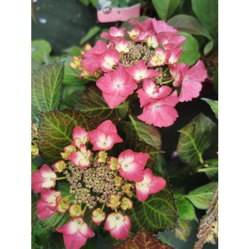 Hydrangea macrophylla Black Diamonds Dark Angel Red (p17) - Kerti hortenzia