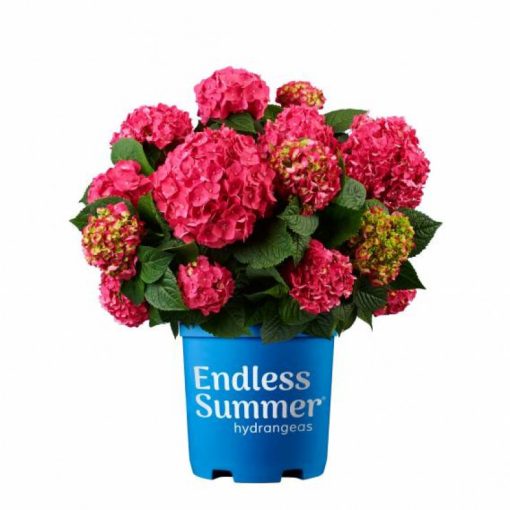 Hydrangea macrophylla Endless Summer Love Red