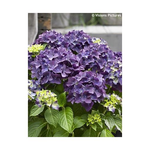 Hydrangea macrophylla Forever&Ever Purple