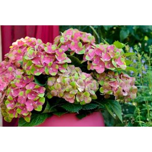 Hydrangea macrophylla Magical Greenfire