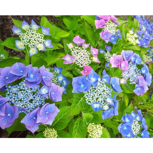 Hydrangea macrophylla Teller Blue