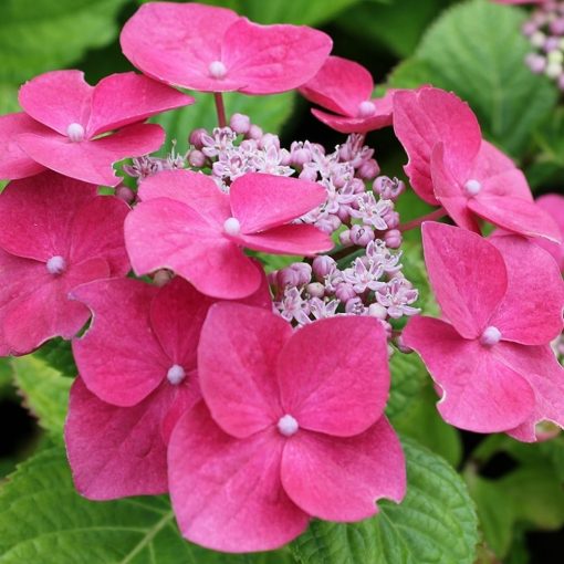 Hydrangea macrophylla Teller Pink