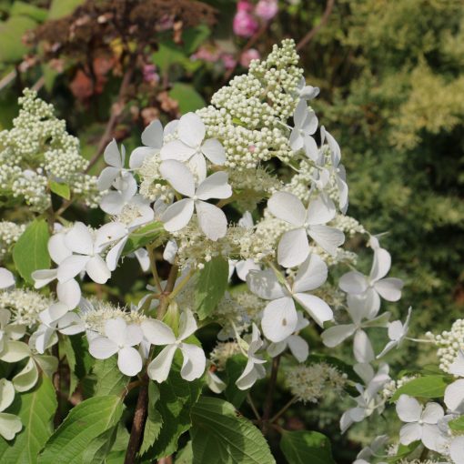 Hydrangea paniculata Butterfly