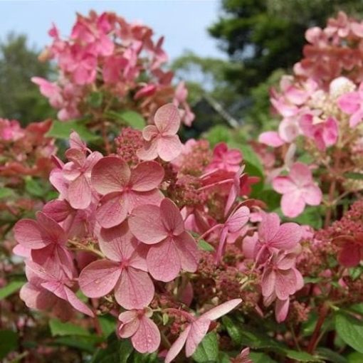 Hydrangea paniculata Early Sensation