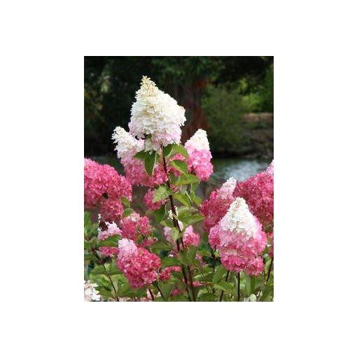 Hydrangea paniculata Magical Candle