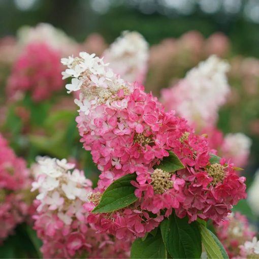 Hydrangea paniculata Pinky Winky