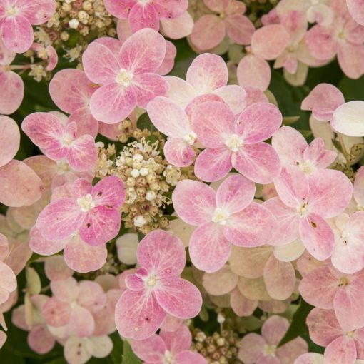 Hydrangea paniculata Switch Ophelia (stem)