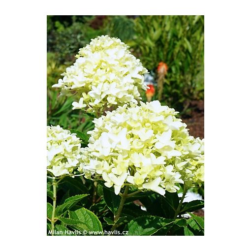 Hydrangea paniculata White Light