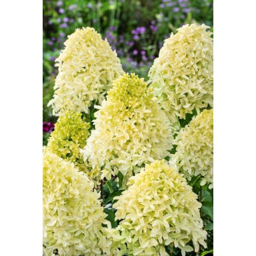 Hydrangea paniculata Skyfall