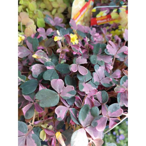 Oxalis Plum Crazy