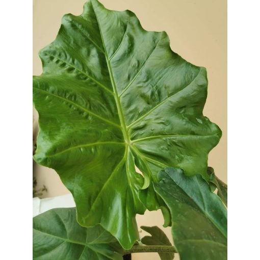 Alocasia portodora