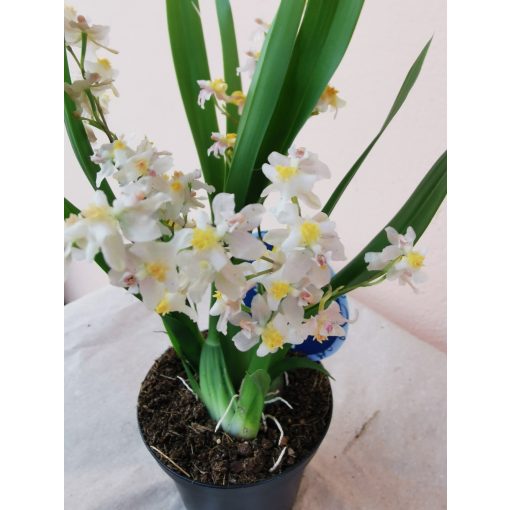 Oncidium Twinkle Cream