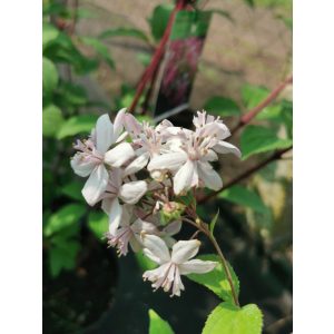   Deutzia x hibrida Mont Rose - Nagyvirágú gyöngyvirágcserje