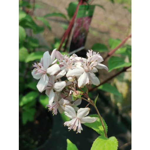 Deutzia x hibrida Mont Rose - Nagyvirágú gyöngyvirágcserje