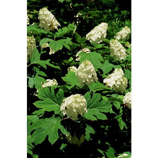 Hydrangea quercifolia Flemygea - Tölgylevelű hortenzia