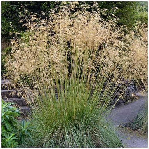 Stipa gigantea - Óriás árvalányhaj