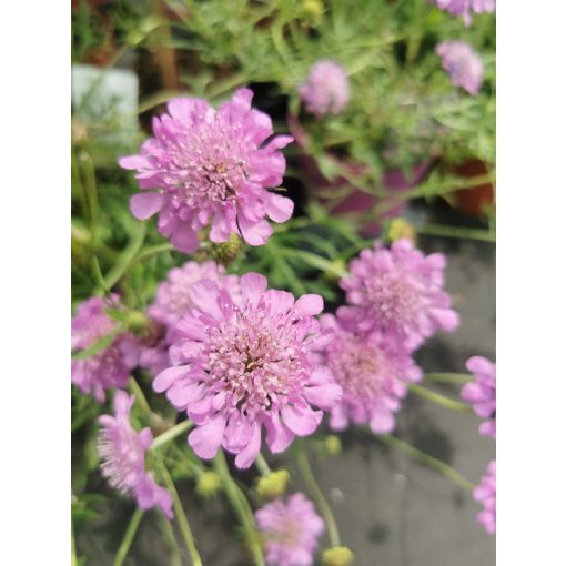 Scabiosa columbaria Pink Mist - Galambszínű ördögszem