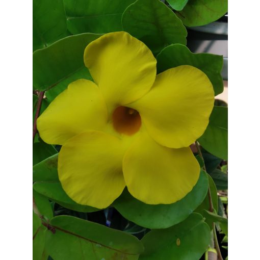 Dipladenia Yellow - Tölcsérjázmin