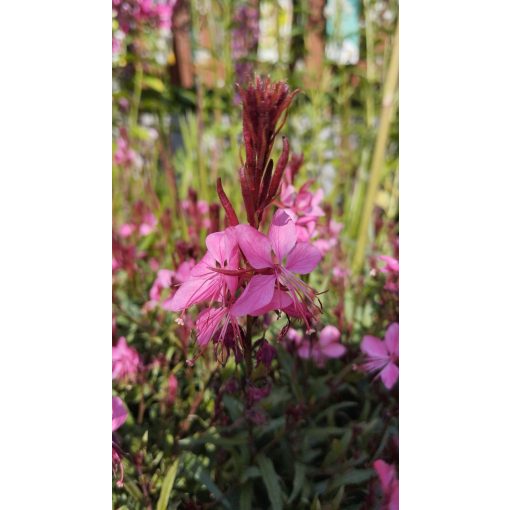 Gaura lindheimeri Gambit Compact Pink - Díszgyertya