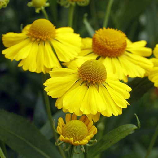 Helenium autumnale Helena Gold - Napfényvirág