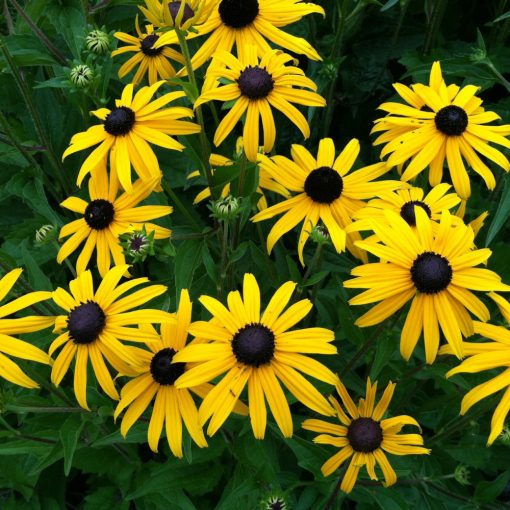 Rudbeckia fulgida Goldsturm - Kúpvirág