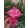 Leander Rose des Borrels (100)