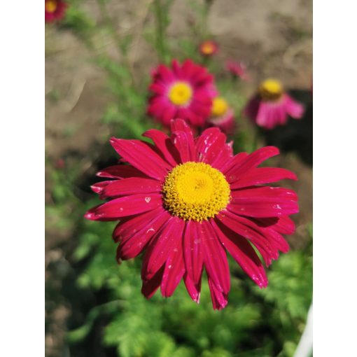 Tanacetum coccineum Robinsons Red - Piros margitvirág