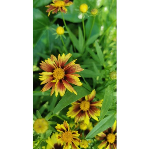 Coreopsis Li'l Bang Enchanted Eve - Menyecskeszem