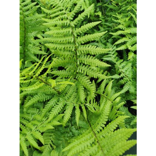 Dryopteris affinis - Pelyvás pajzsika