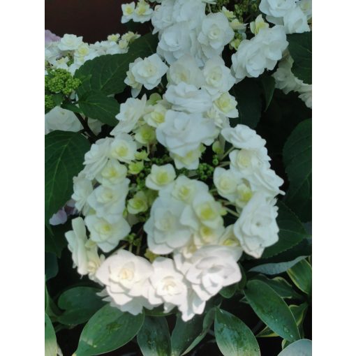 Hydrangea macrophylla Doppio - Kert hortenzia