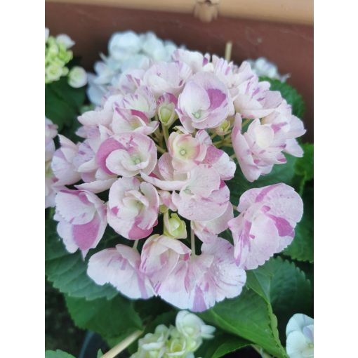 Hydrangea macrophylla Hovaria Sweet Fantasy Violet - Kerti hortenzia