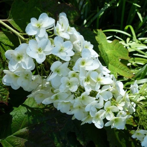 Hydrangea quercifolia Snow Giant - Tölgylevelű hortenzia