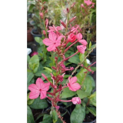 Plumbago indica - Piros ólomvirág